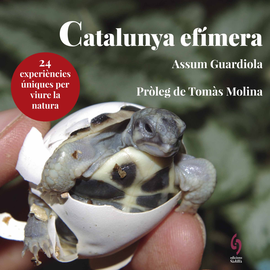 Catalunya_efimera